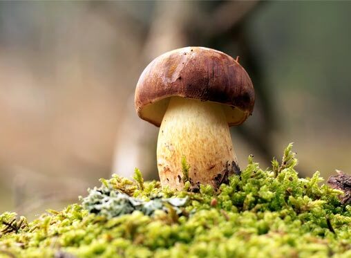 Garryhinch Wood (Mushrooms) 