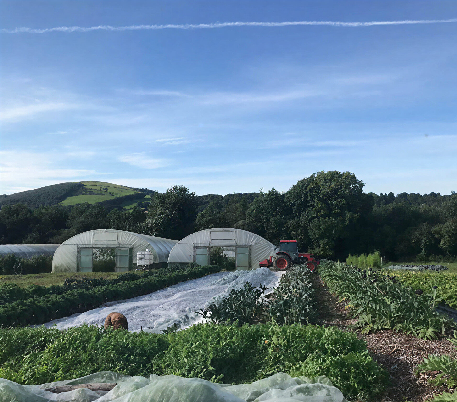 Castleruddery Organic Farm supplier